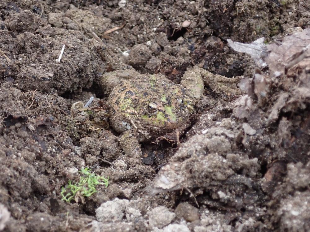 トノサマガエルの写真