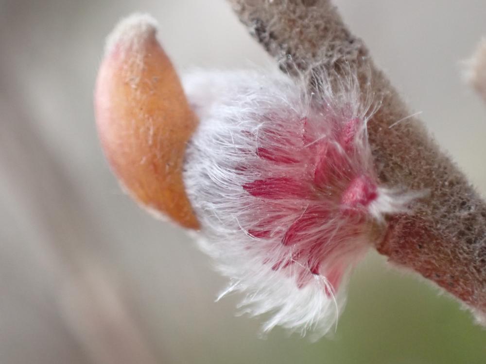 ネコヤナギの写真