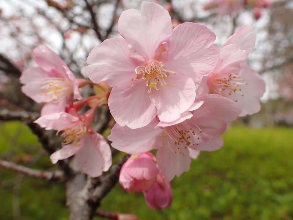 カワヅザクラの写真