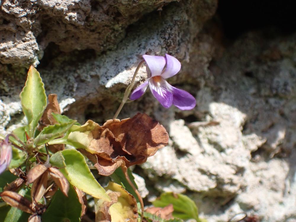 ニオイタチツボスミレの写真
