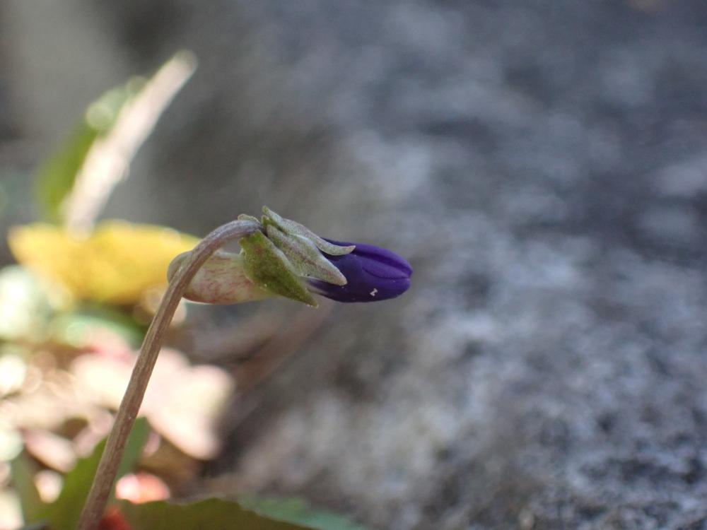 ヒメスミレの写真