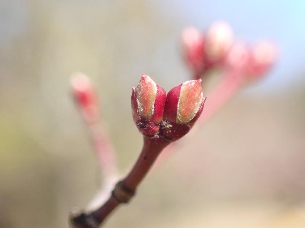 イロハモミジの写真