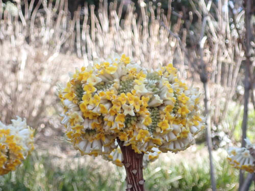 ミツマタの写真