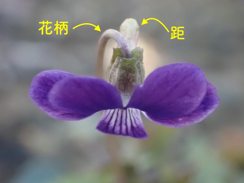 ヒメスミレの写真