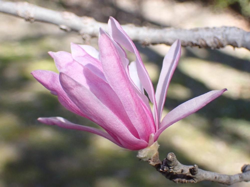 シデコブシの花の写真