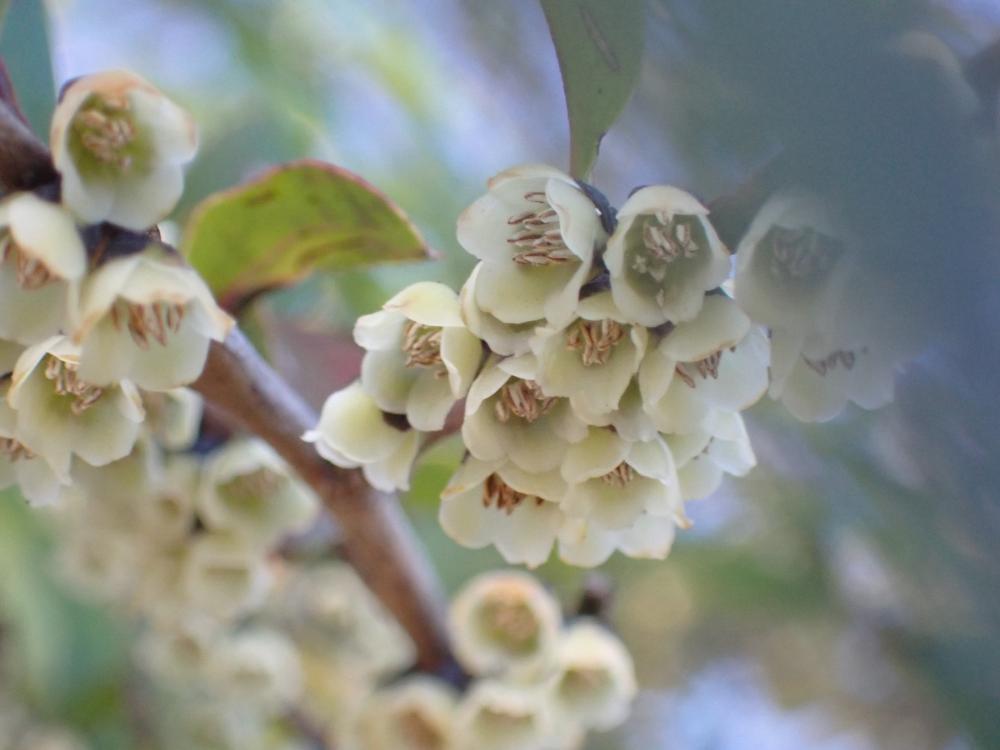 ヒサカキの花の写真