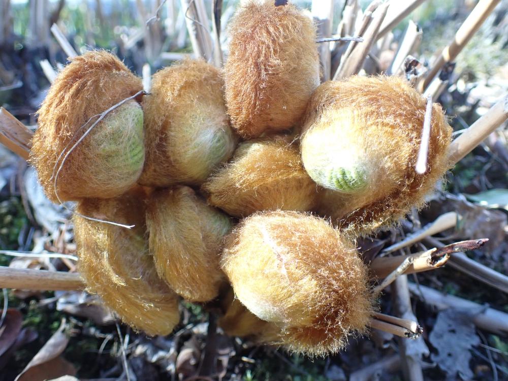 ゼンマイの写真