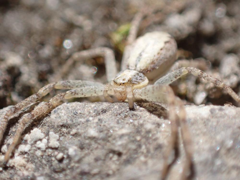 キンイロエビグモの写真