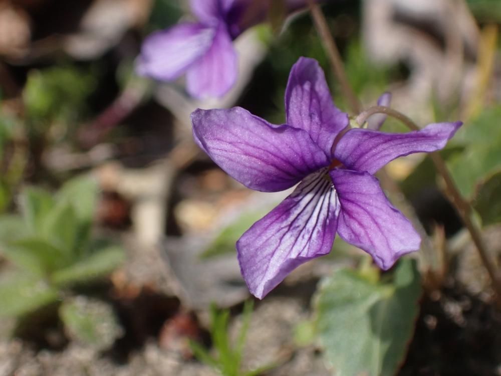 ノジスミレの写真