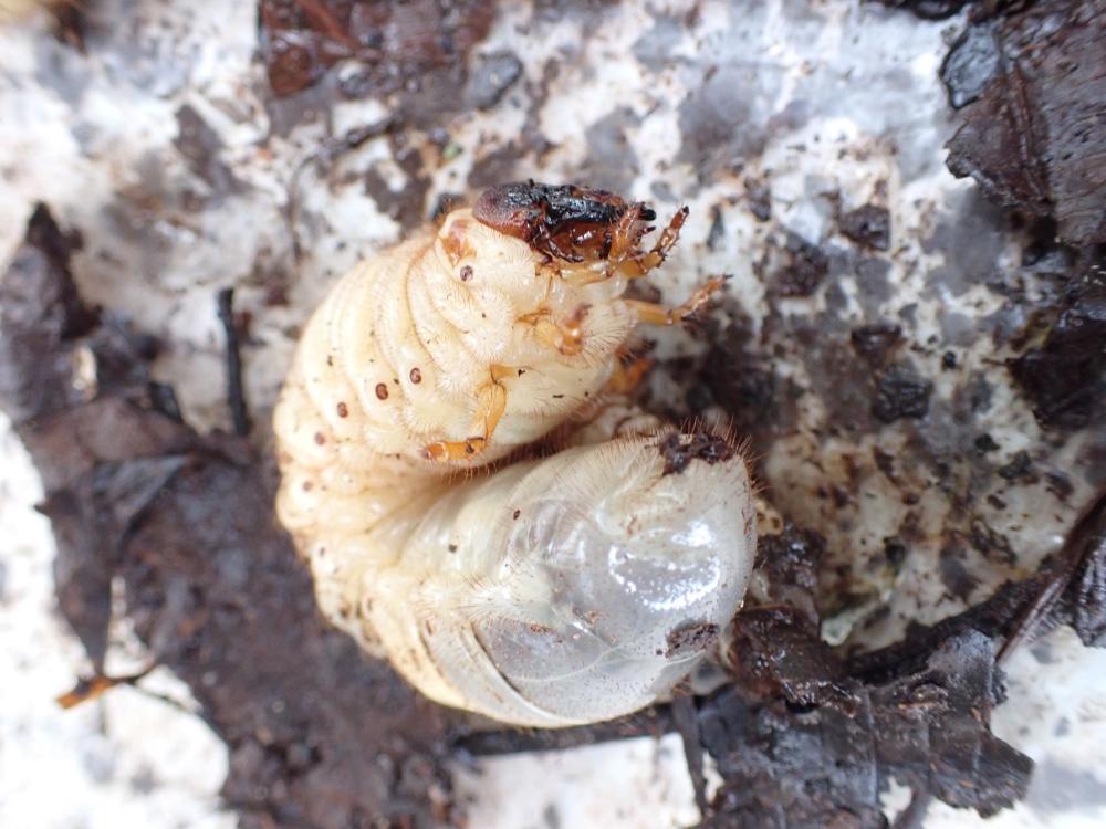 カブトムシの幼虫の写真