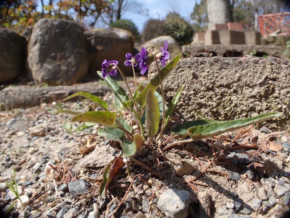 ヒメスミレの写真