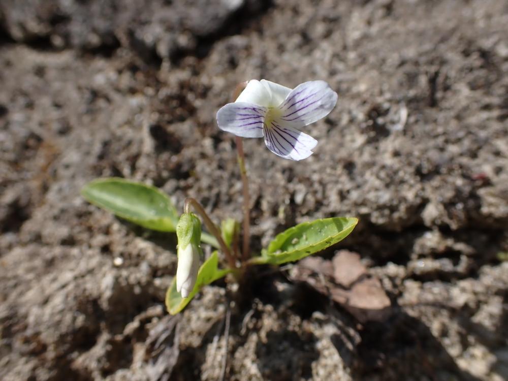 アリアケスミレの写真