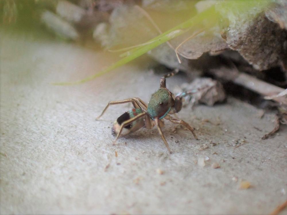 アオオビハエトリの写真