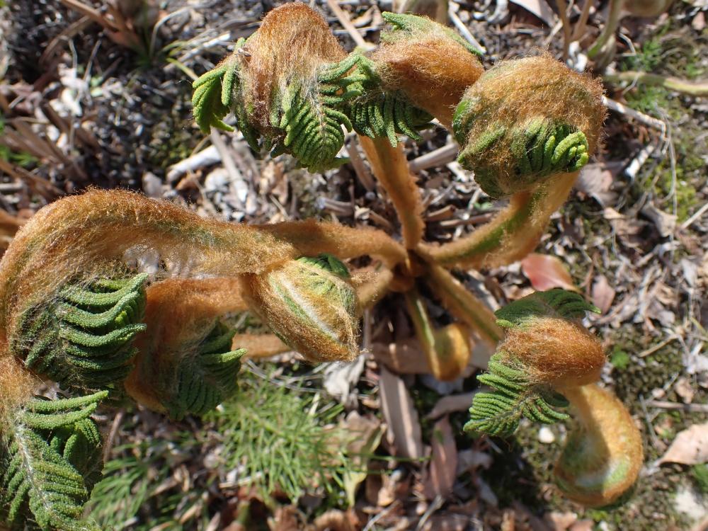 ゼンマイの写真