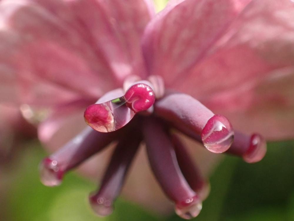 ミツバアケビの花の写真