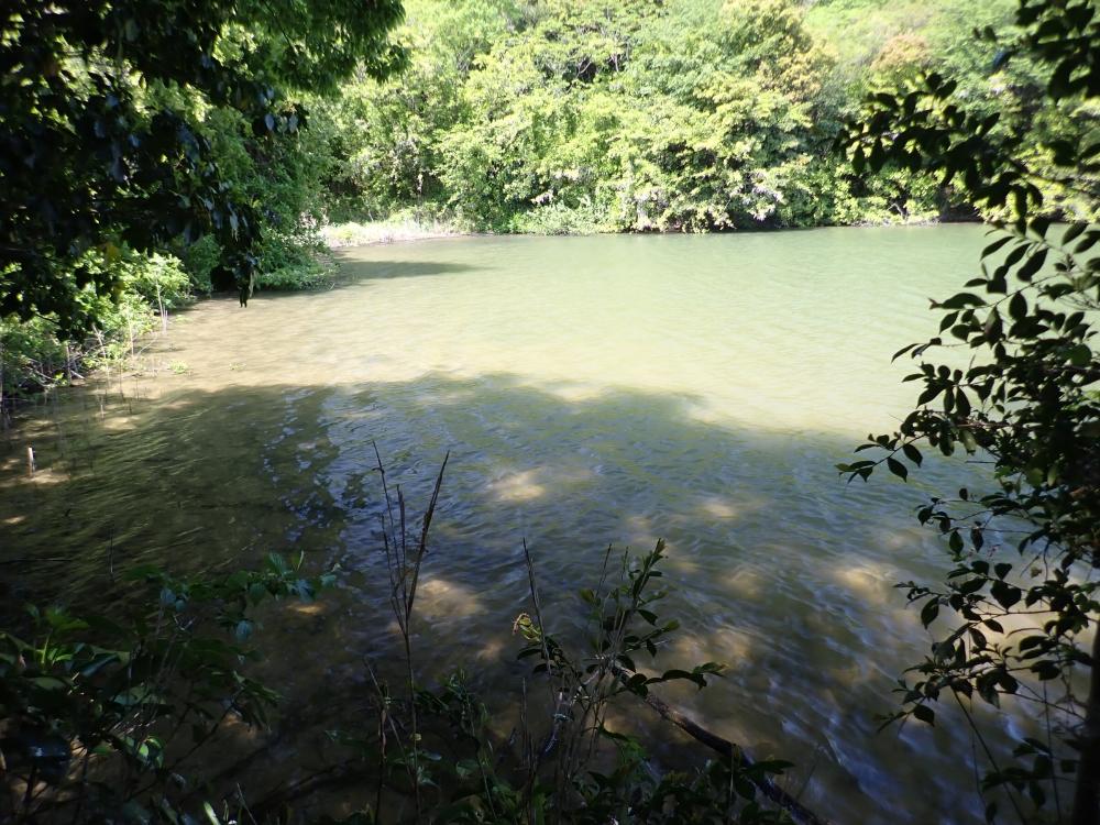 飛山池の写真