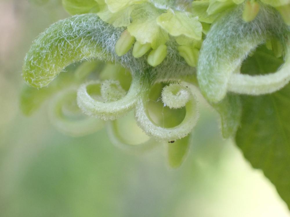 メグスリノキの雌花の写真