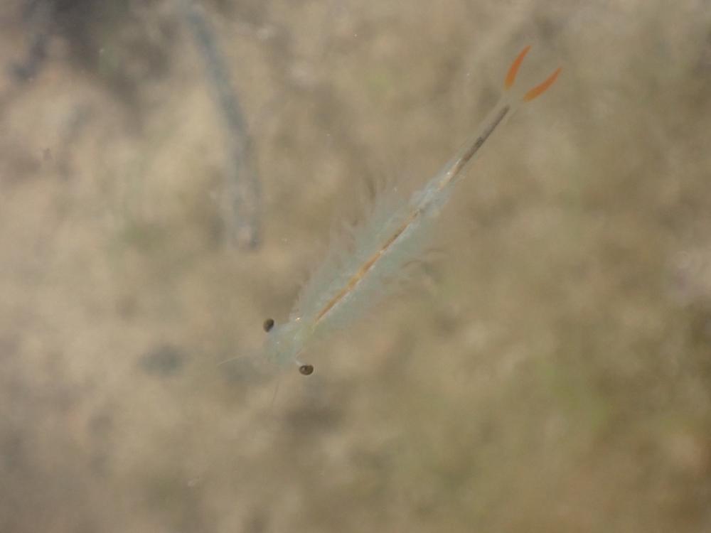 ホウネンエビの写真