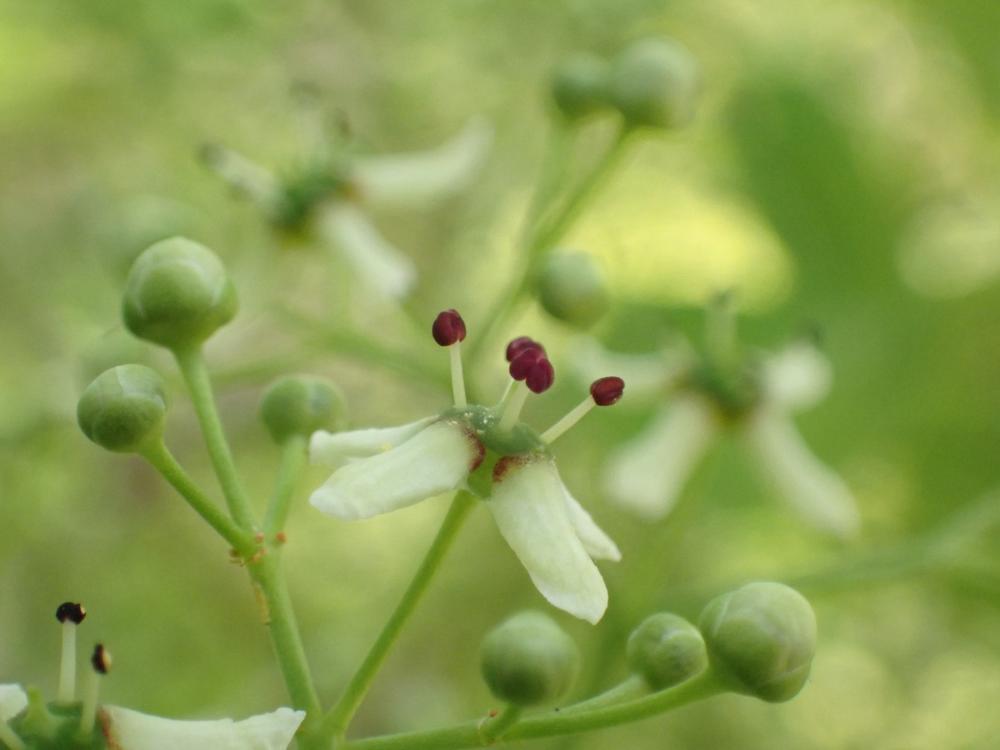 マユミの花の写真