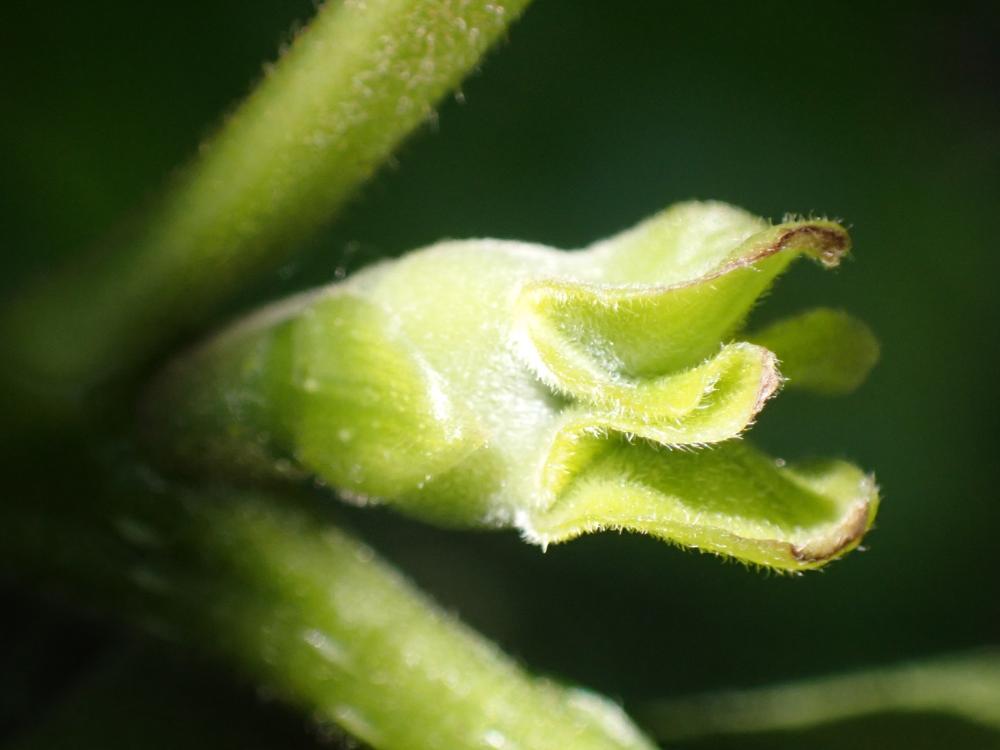 カキノキのつぼみの写真