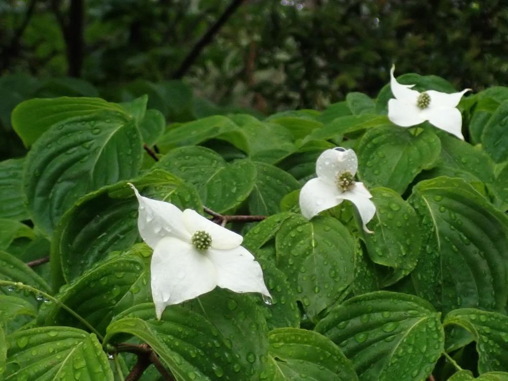 ヤマボウシの花の写真