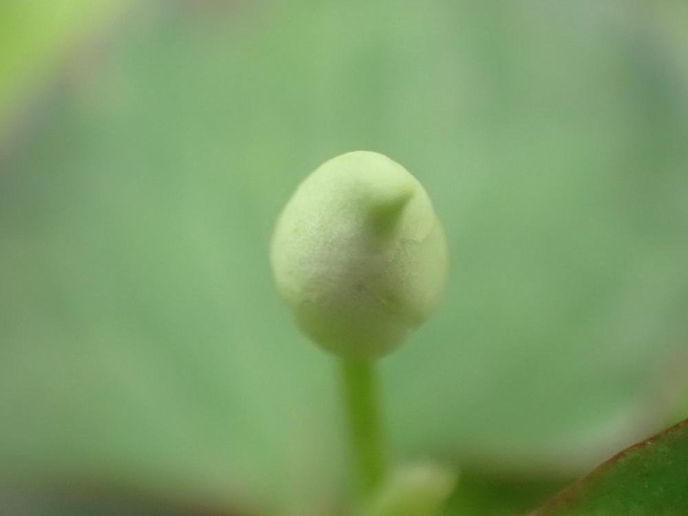 ドクダミのつぼみの写真