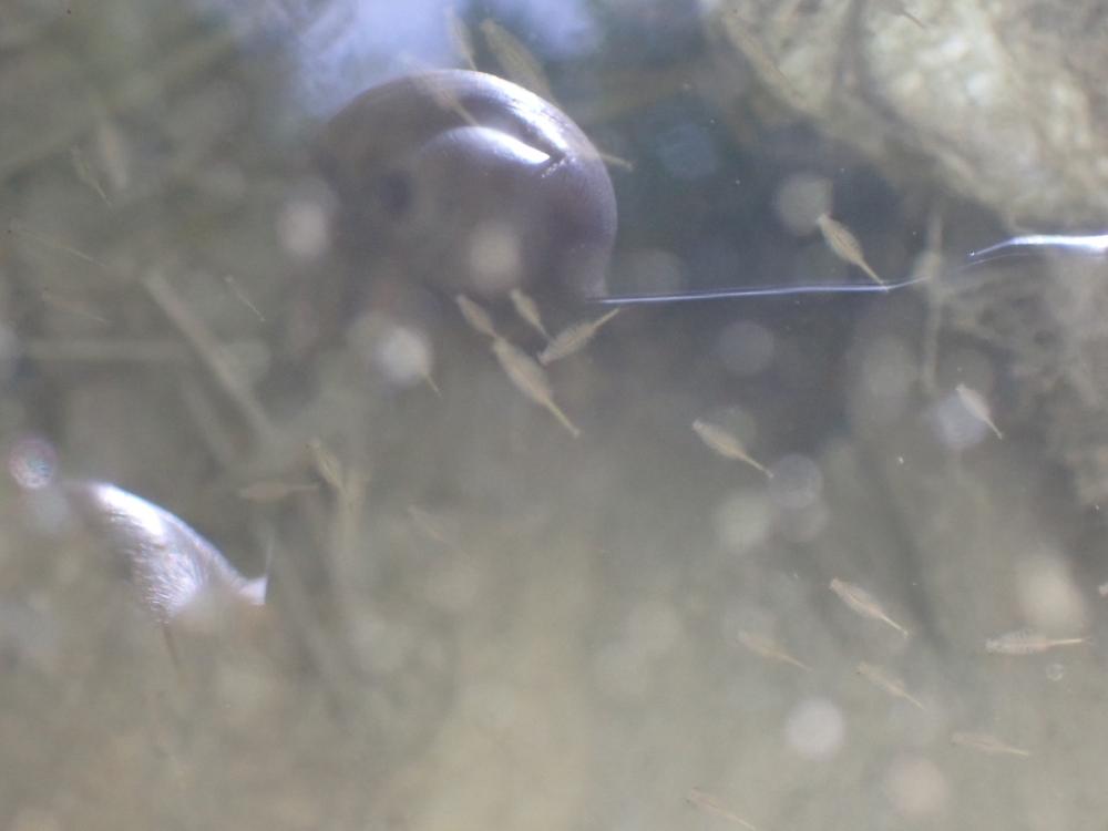 ホウネンエビの写真