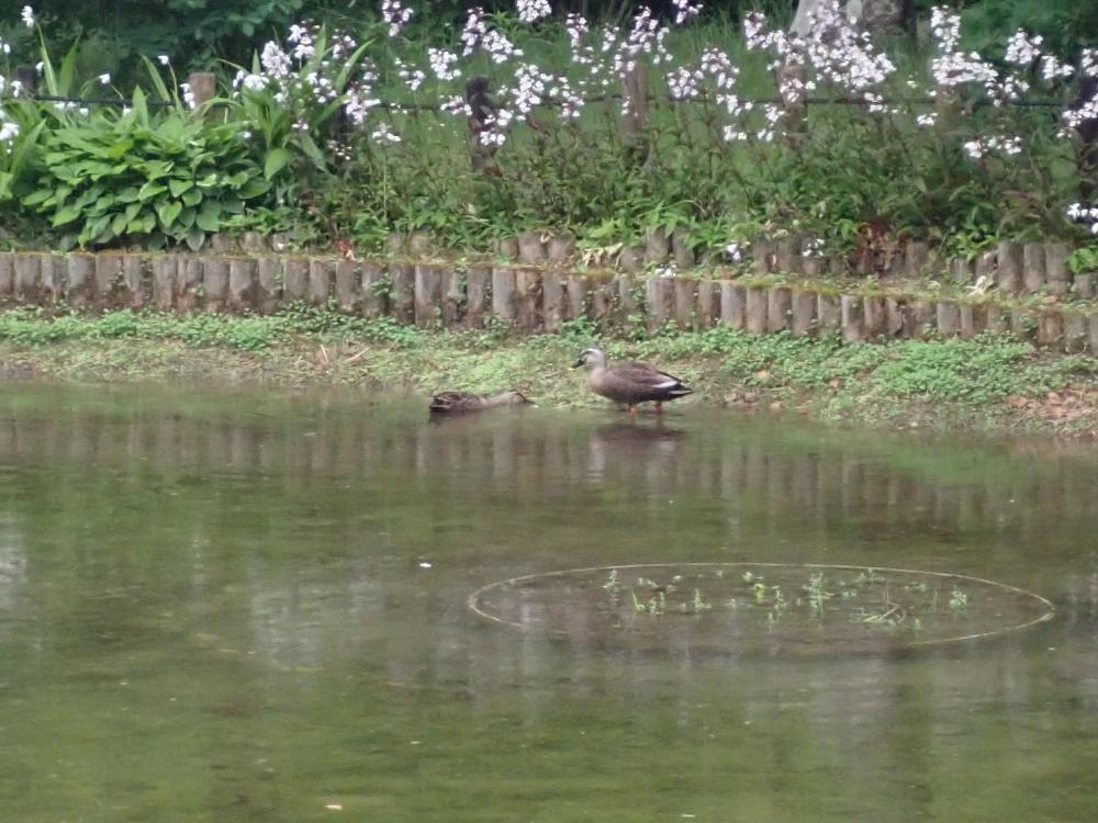 カルガモの写真