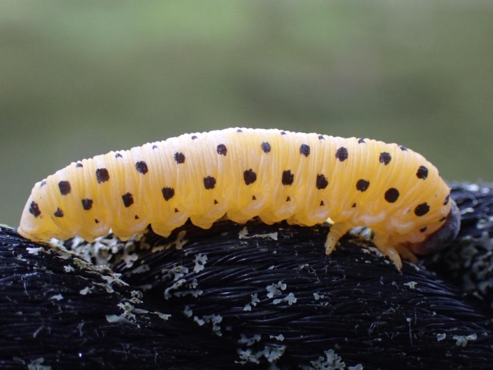 ホシアシブトハバチの幼虫の写真