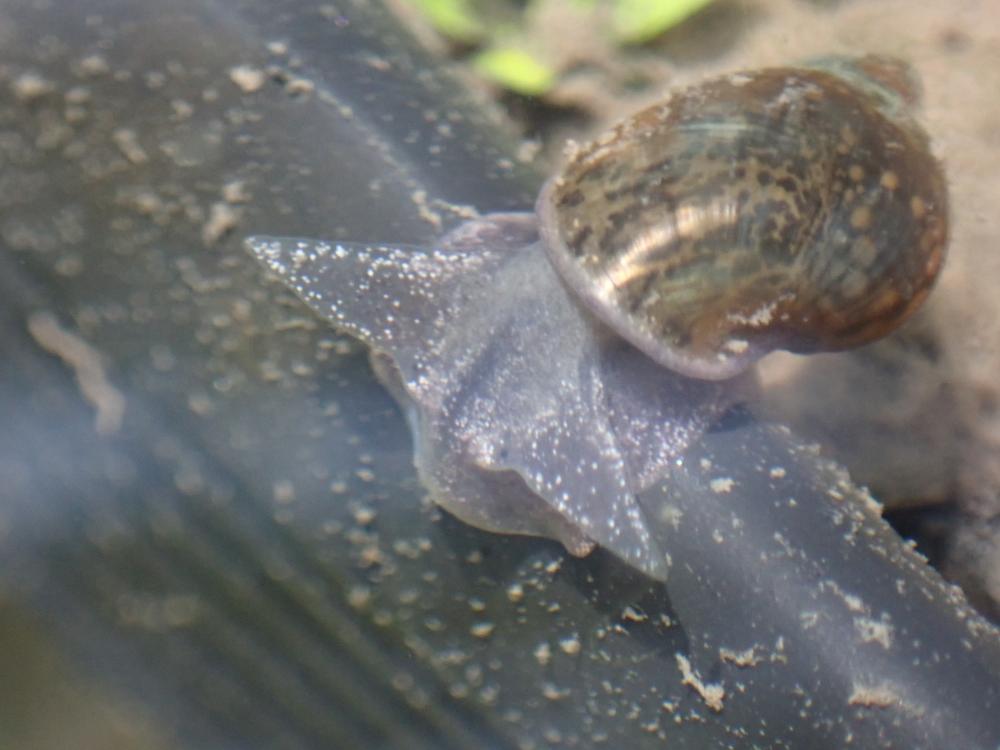 モノアラガイの写真