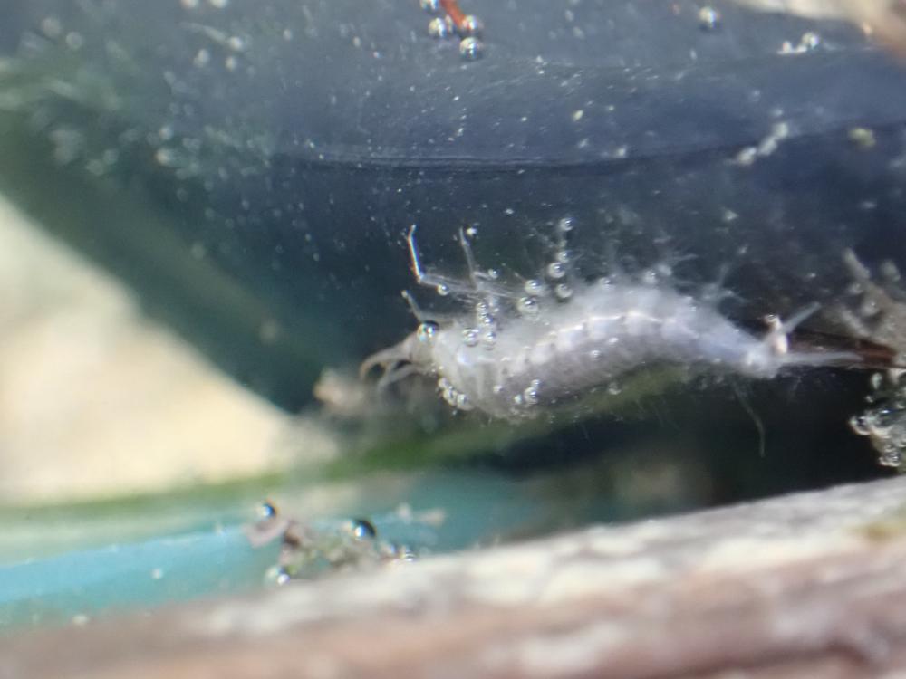 水生昆虫の写真