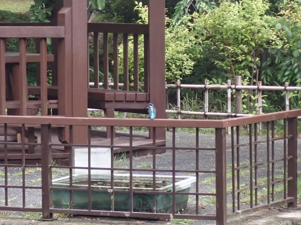 カワセミの写真