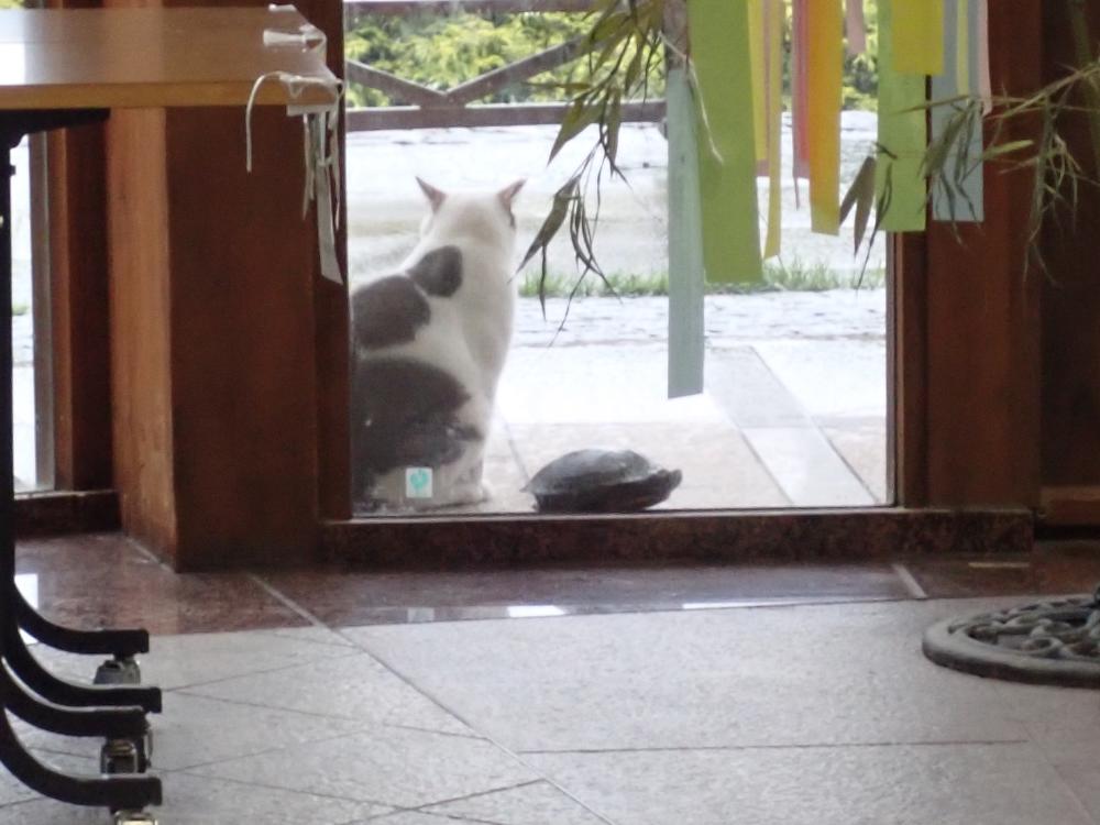 ネコとカメの写真