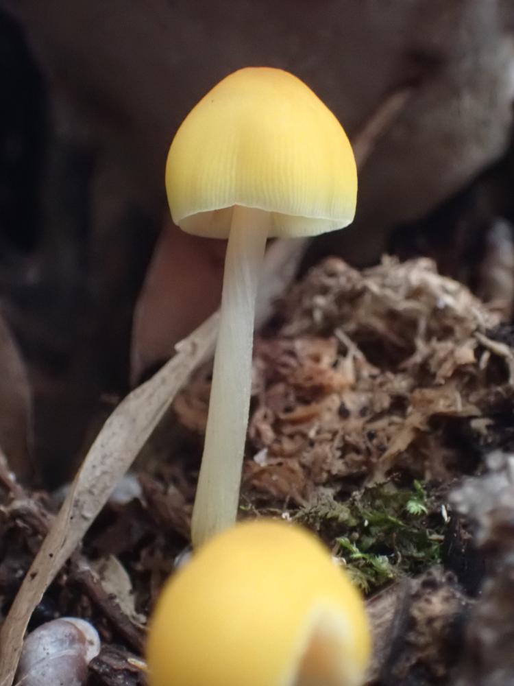 キノコの写真