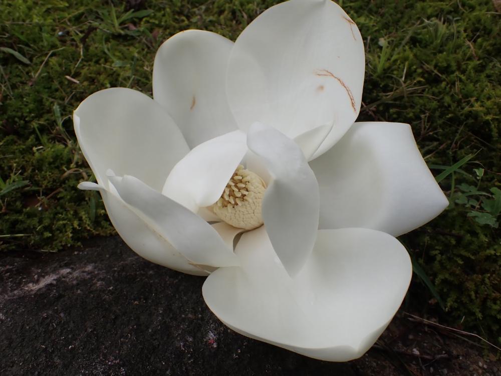 タイサンボクの花の写真