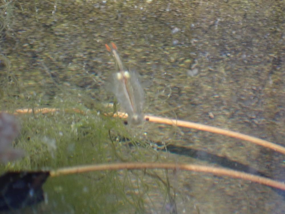 ホウネンエビの写真