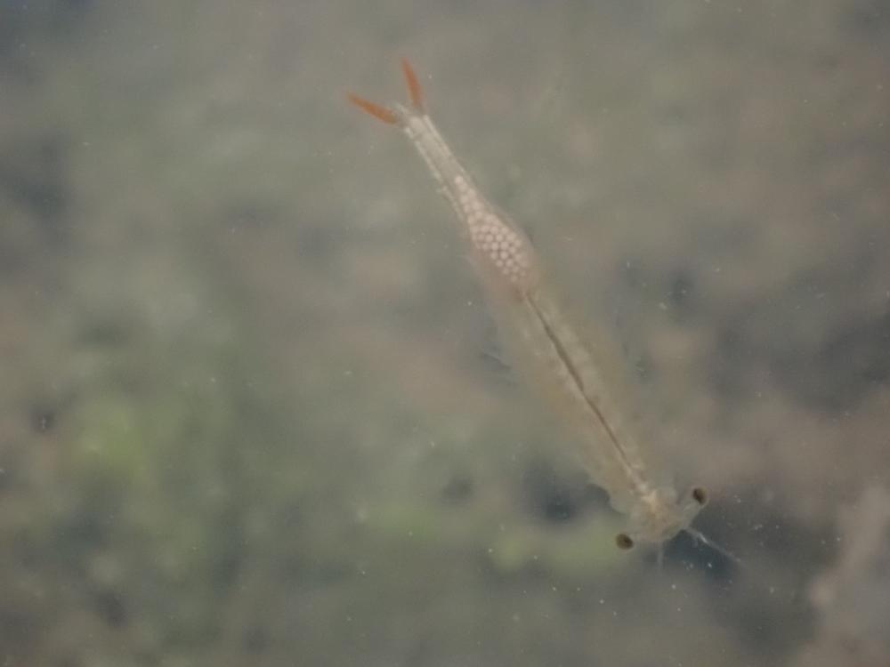 ホウネンエビの写真