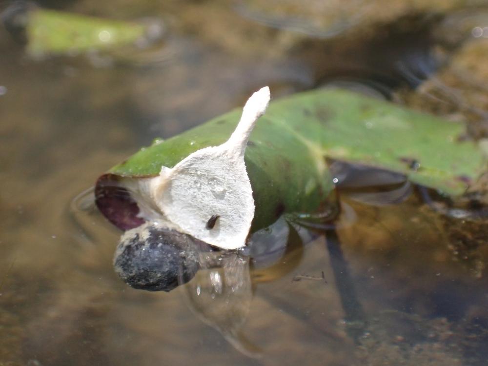 コガムシの卵のうの写真