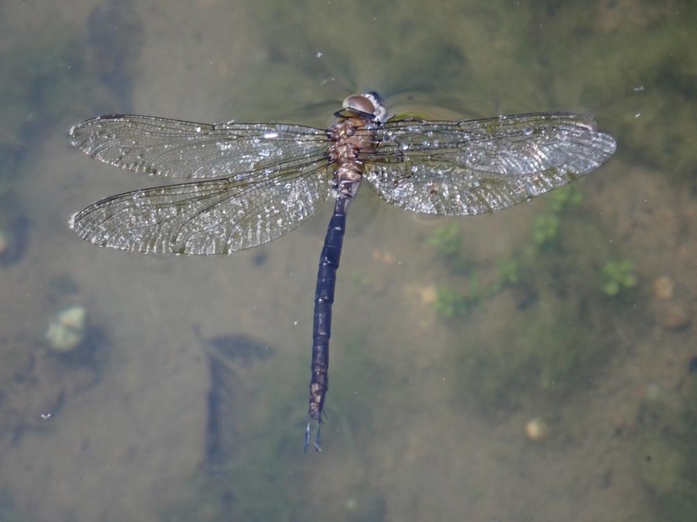 カトリヤンマの写真