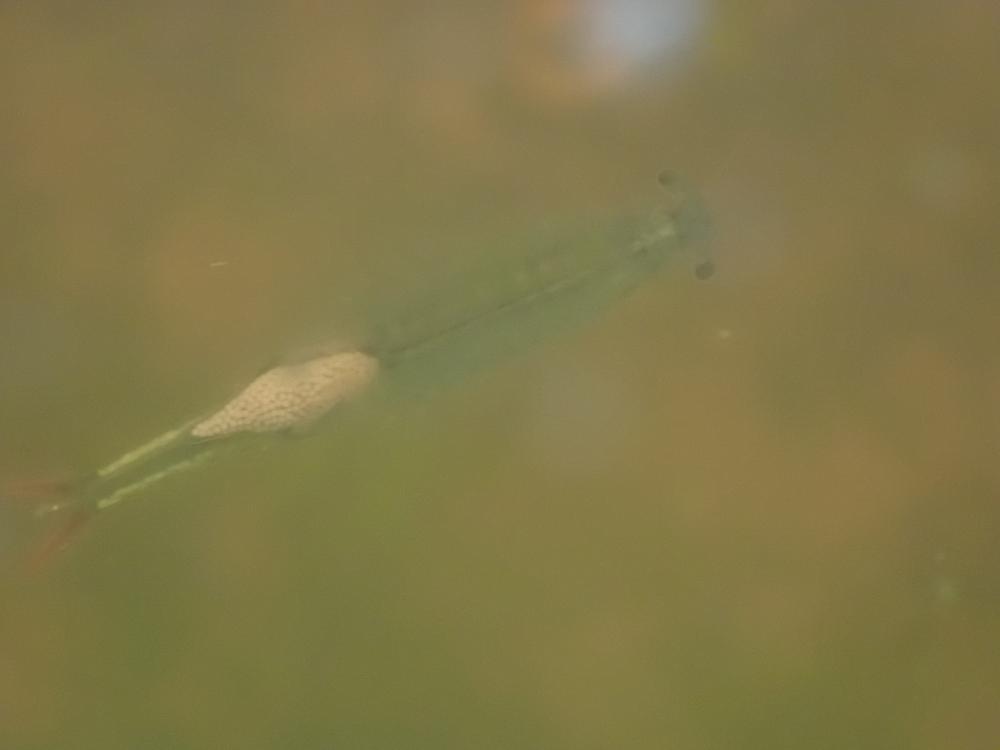 ホウネンエビの写真
