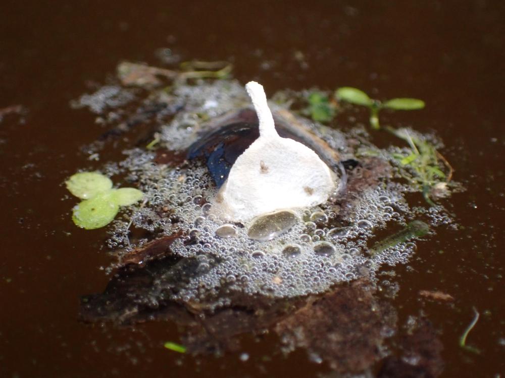 コガムシの卵のうの写真