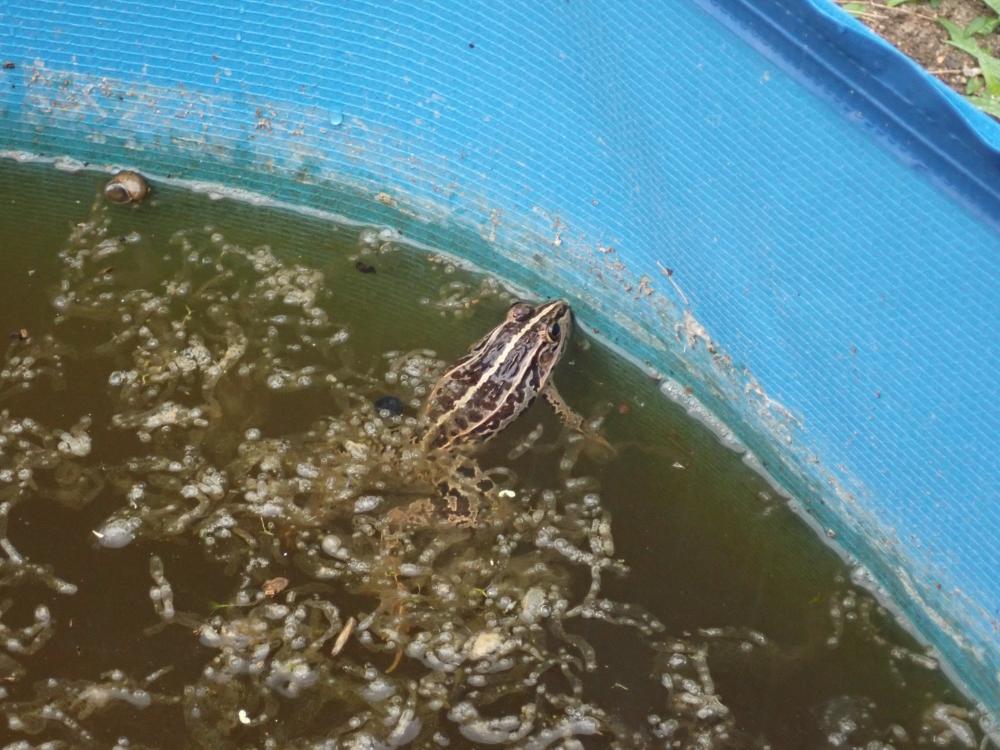 トノサマガエルの写真