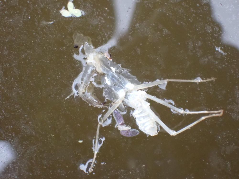 カマキリの抜け殻の写真