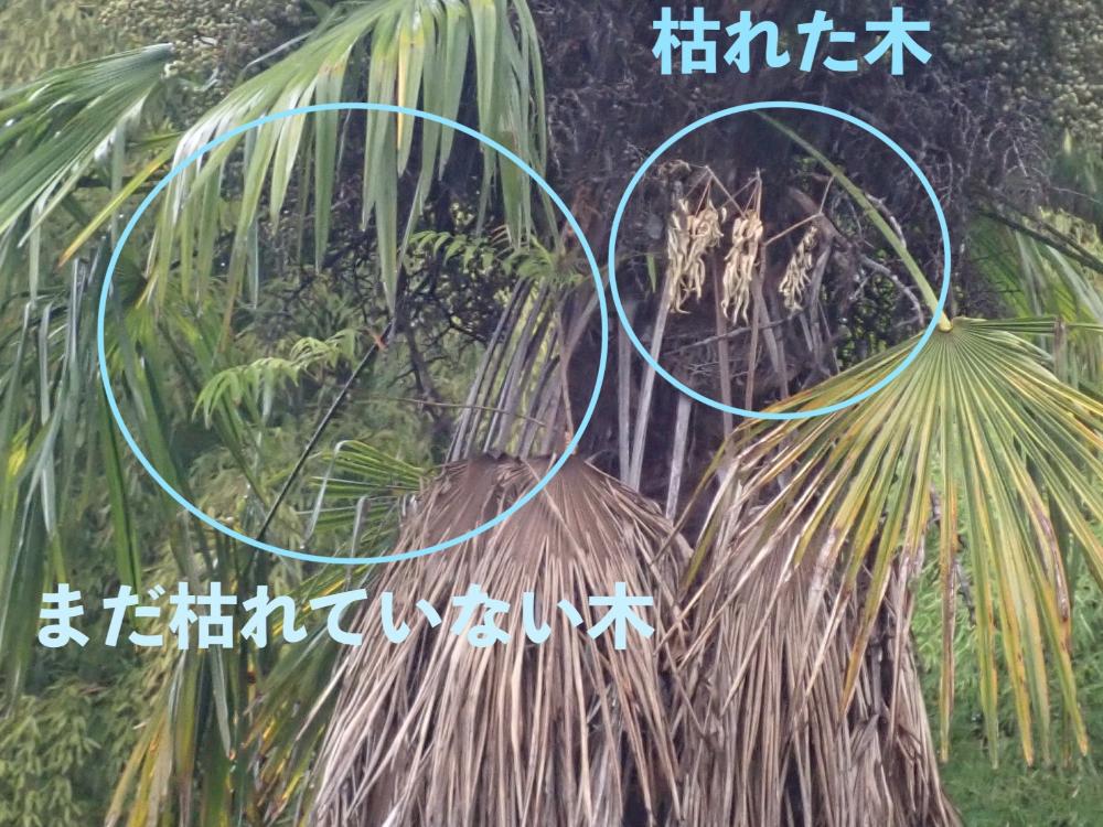ハゼとシュロの木の写真