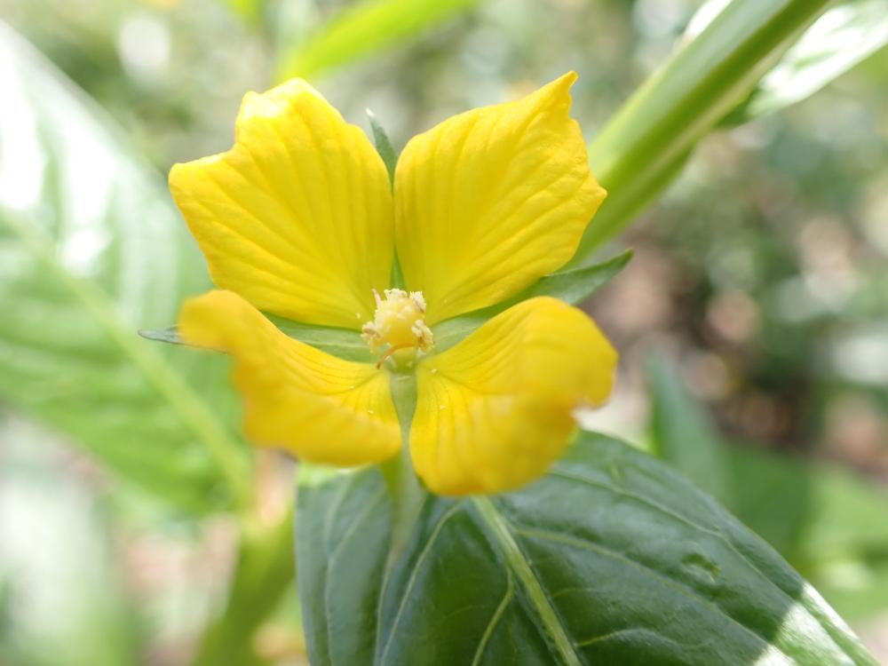 ヒレタゴボウの花の写真