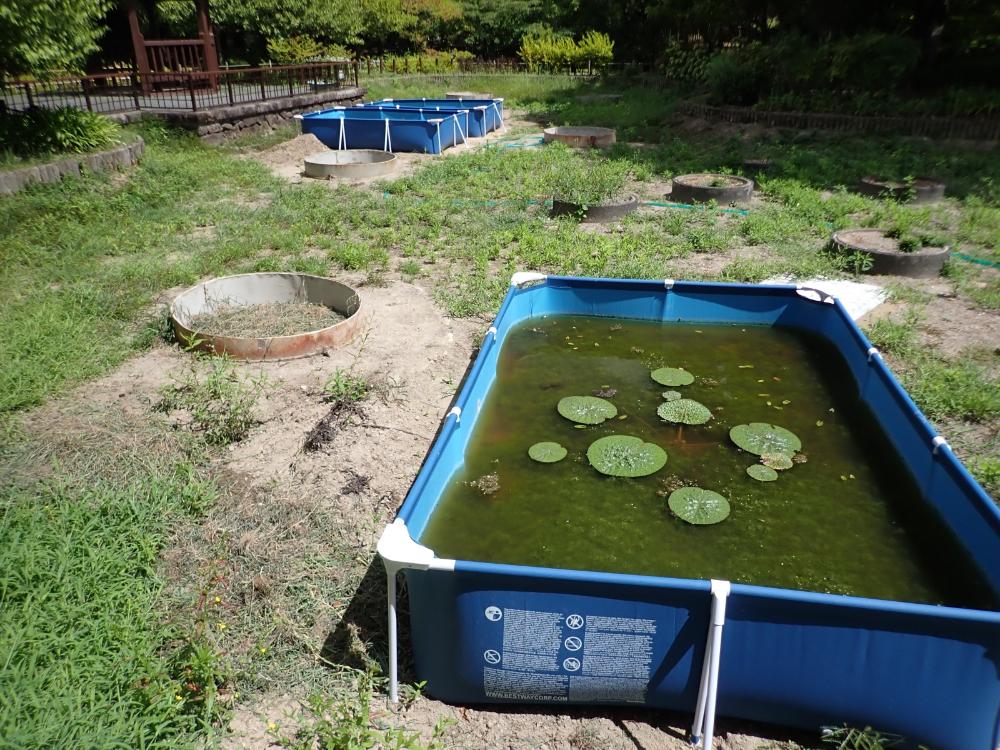 オニバス池の写真