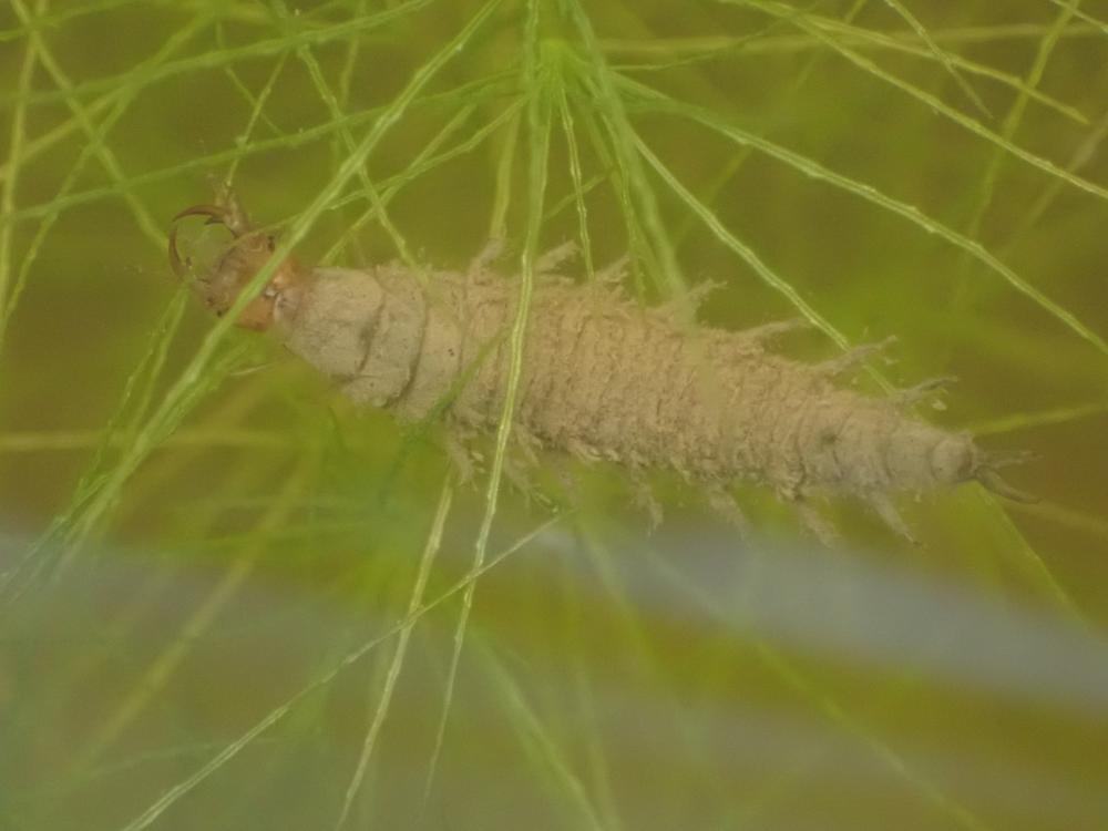 コガムシの幼虫の写真