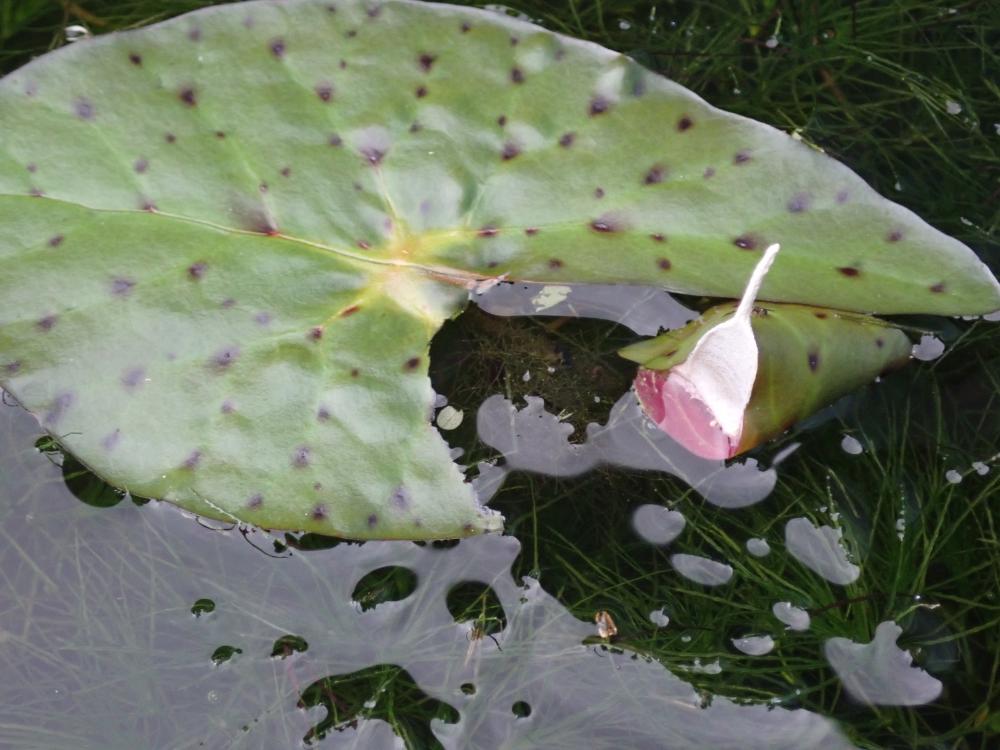 コガムシの卵のうの写真