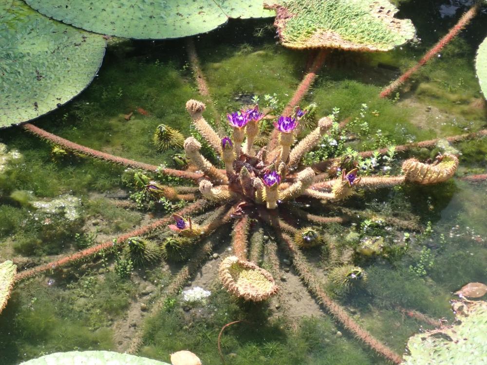オニバスの花の写真