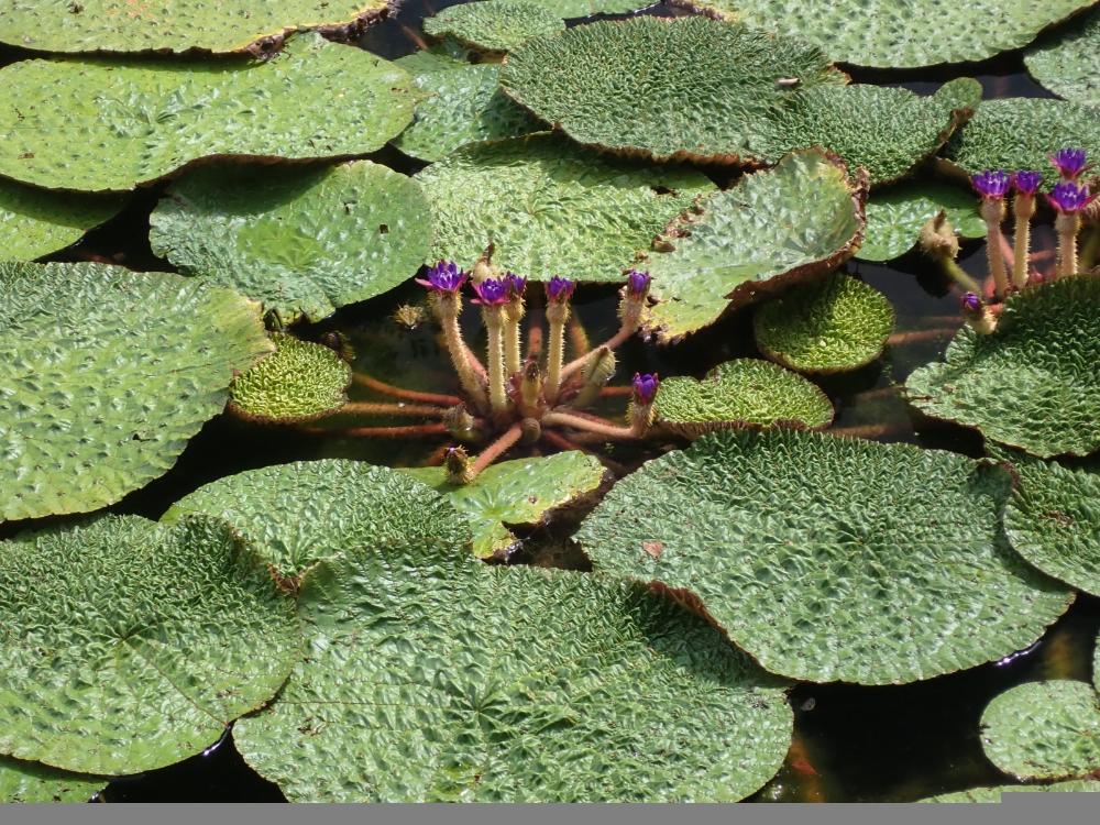 オニバスの花の写真